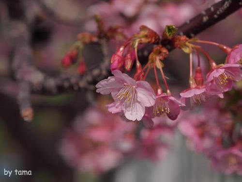家の近所の桜♪ NO2 河津桜と花壇のお話