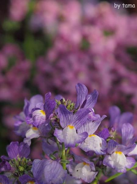 家の近所の桜♪ NO2 河津桜と花壇のお話