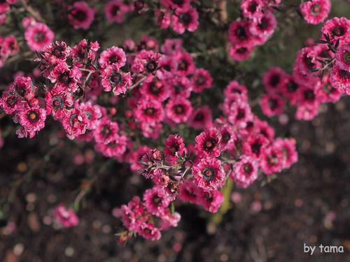 家の近所の桜♪ NO2 河津桜と花壇のお話