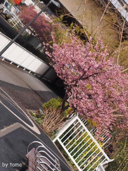 家の近所の桜♪ NO2 河津桜と花壇のお話