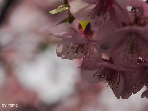 家の近所の桜♪ NO2 河津桜と花壇のお話