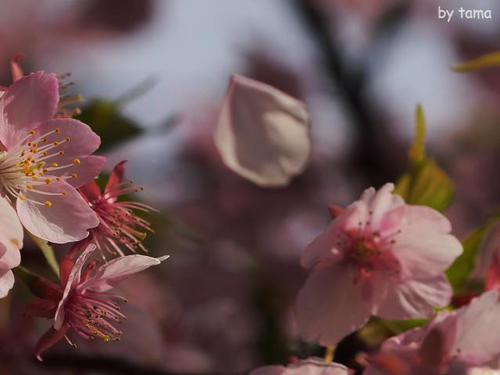 家の近所の桜♪ NO2 河津桜と花壇のお話