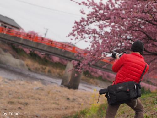 まだ楽しめる河津町の河津桜