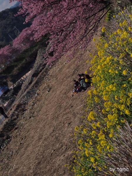 まだ楽しめる河津町の河津桜