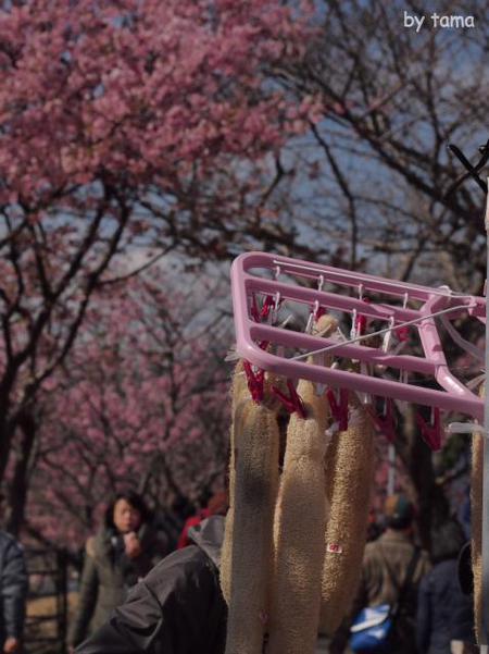 まだ楽しめる河津町の河津桜