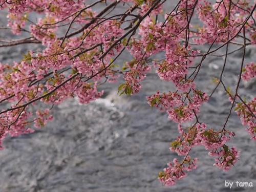 まだ楽しめる河津町の河津桜