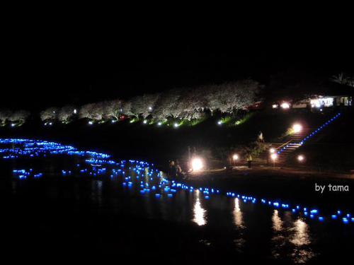 みなみの桜と菜の花まつり 夜桜☆流れ星 NO1 開場の様子