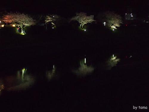 みなみの桜と菜の花まつり 夜桜☆流れ星 NO1 開場の様子