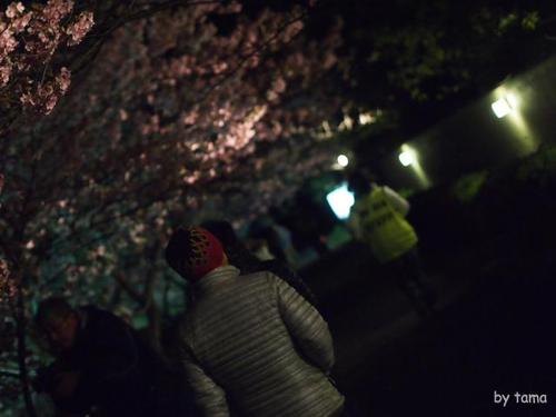 みなみの桜と菜の花まつり 夜桜☆流れ星 NO1 開場の様子