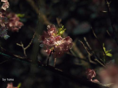 みなみの桜と菜の花まつり 夜桜☆流れ星 NO1 開場の様子