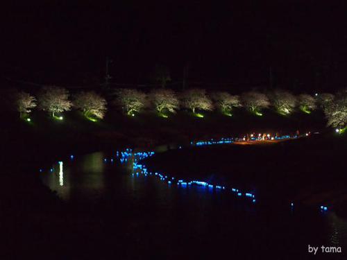 みなみの桜と菜の花まつり 夜桜☆流れ星 NO1 開場の様子