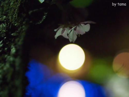 みなみの桜と菜の花まつり 夜桜☆流れ星 NO2 心の風景