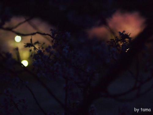 みなみの桜と菜の花まつり 夜桜☆流れ星 NO2 心の風景