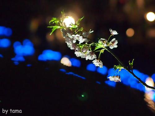 みなみの桜と菜の花まつり 夜桜☆流れ星 NO2 心の風景