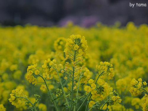菜の花畑 みなみの桜と菜の花まつり