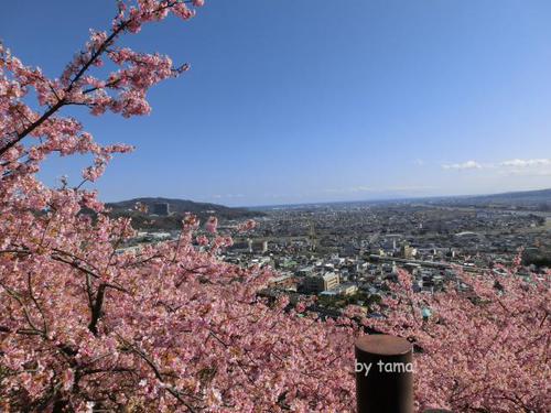 まつだ桜まつり情報 ~3月16日まで NO1