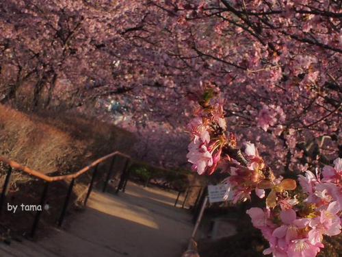 まつだ桜まつり情報 ~3月16日まで NO1