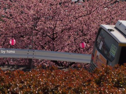 まつだ桜まつり情報 ~3月16日まで NO1