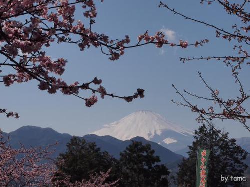 まつだ桜まつり情報 ~3月16日まで NO1