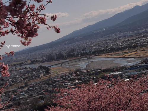 まつだ桜まつり情報 ~3月16日まで NO1