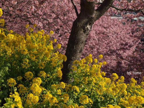 まつだ桜まつり情報 ~3月16日まで NO1