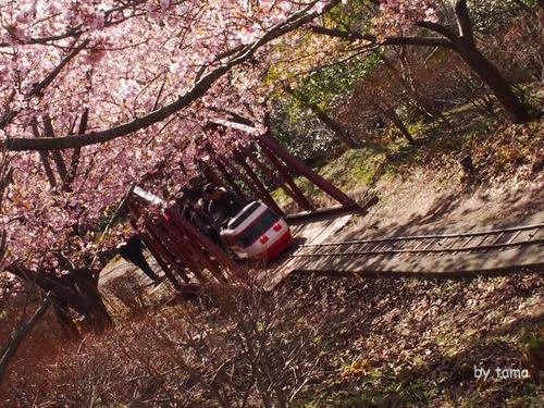 まつだ桜まつり情報 ~3月16日まで NO1