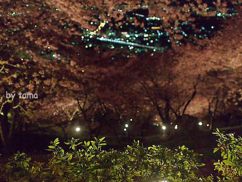 NO2 夜景 まつだ桜まつり情報 ~3月16日まで