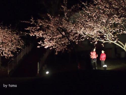 NO2 夜景 まつだ桜まつり情報 ~3月16日まで