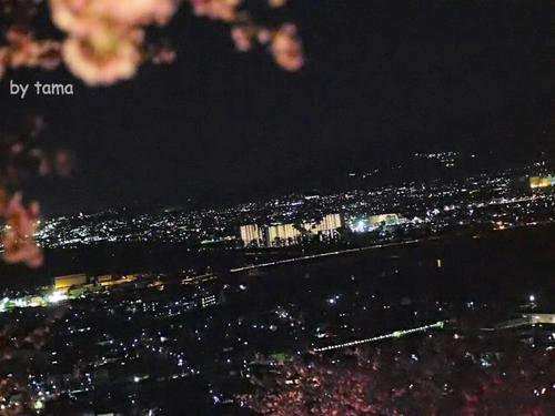 NO2 夜景 まつだ桜まつり情報 ~3月16日まで