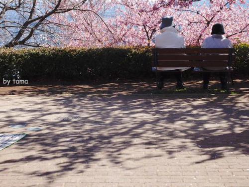 NO5 さくら色々 まつだ桜まつり