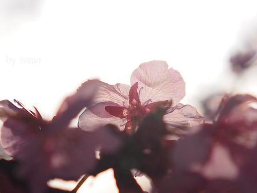 NO5 さくら色々 まつだ桜まつり