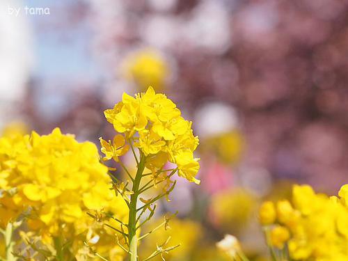 ＮＯ５　さくら色々　まつだ桜まつり