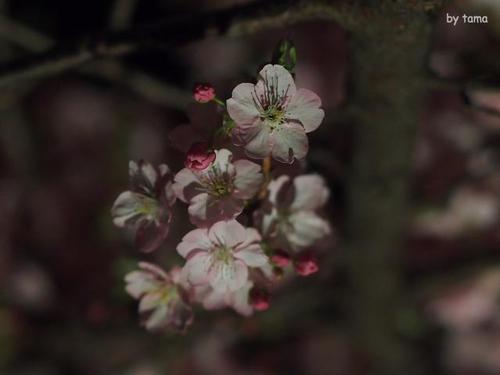 ＮＯ６　　夜桜はまるで・・・・・・・　まつだ桜まつり