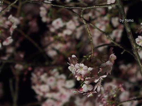 ＮＯ６　　夜桜はまるで・・・・・・・　まつだ桜まつり