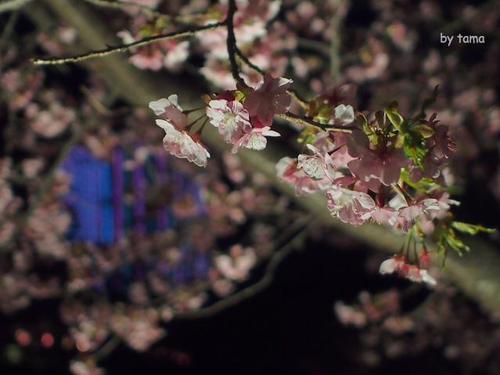 NO6 夜桜はまるで・・・・・・・ まつだ桜まつり