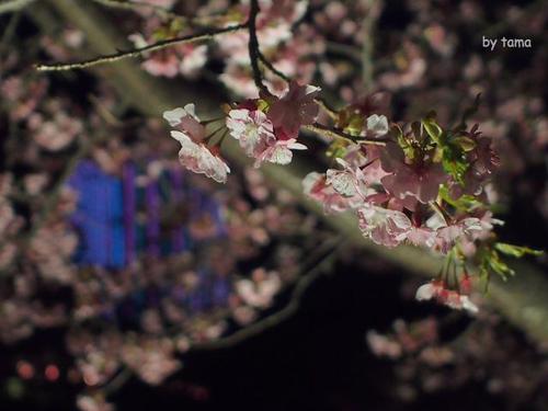 ＮＯ６　　夜桜はまるで・・・・・・・　まつだ桜まつり