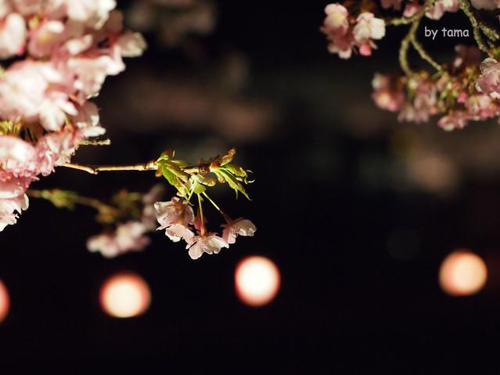 ＮＯ６　　夜桜はまるで・・・・・・・　まつだ桜まつり