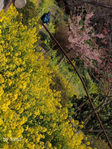 NO4 あぐりパーク苑 菜の花&桜 まつだ桜まつり