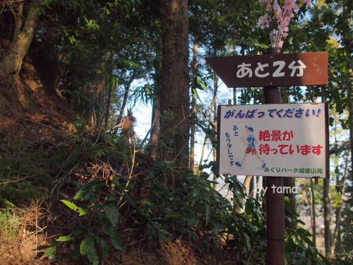 ＮＯ４　あぐりパーク苑　菜の花＆桜　まつだ桜まつり