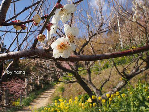 NO4 あぐりパーク苑 菜の花&桜 まつだ桜まつり