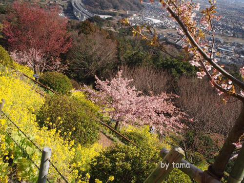 NO4 あぐりパーク苑 菜の花&桜 まつだ桜まつり