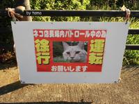 ネコ店長パトロール　西伊豆　恋人岬