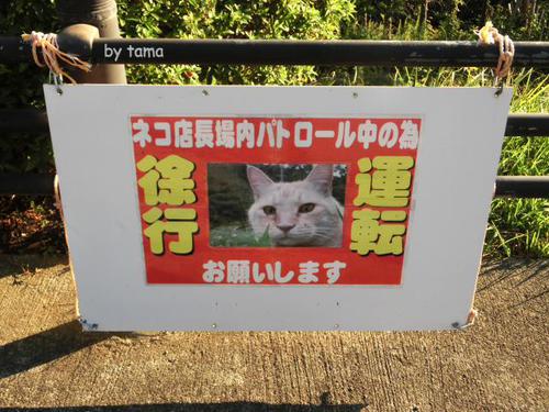 ネコ店長パトロール 西伊豆 恋人岬