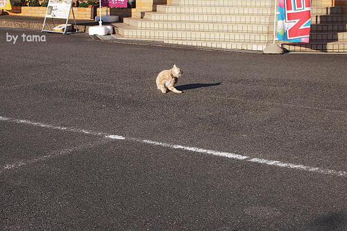 ネコ店長パトロール 西伊豆 恋人岬