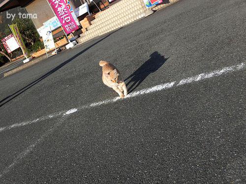 ネコ店長パトロール 西伊豆 恋人岬