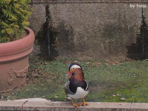 キュートな動物達♪ 伊豆洋ランパーク