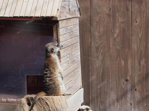 キュートな動物達♪ 伊豆洋ランパーク