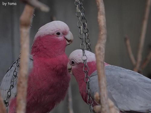 キュートな動物達♪ 伊豆洋ランパーク