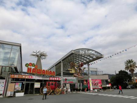 伊豆洋らんパーク あれこれ