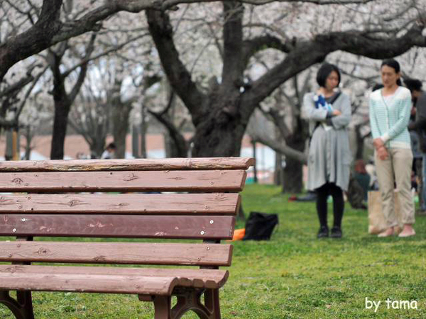 ちょっと様子を見に♪　駿府公園の桜　昨日今日